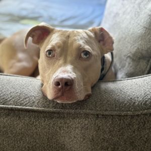Harley