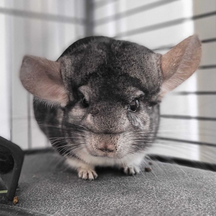 Coco 1