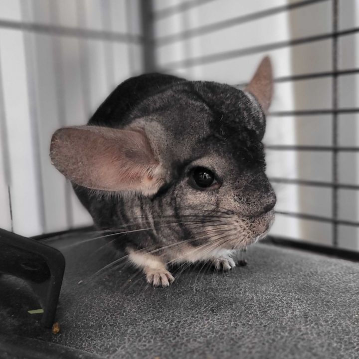 Coco 2