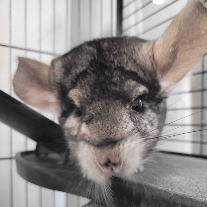 Coco 3