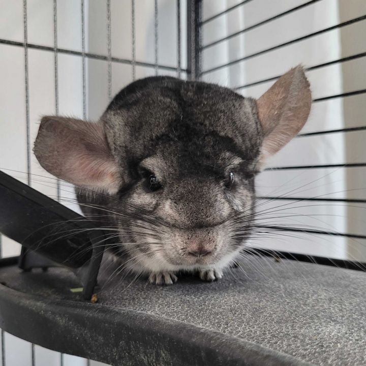 Coco 4