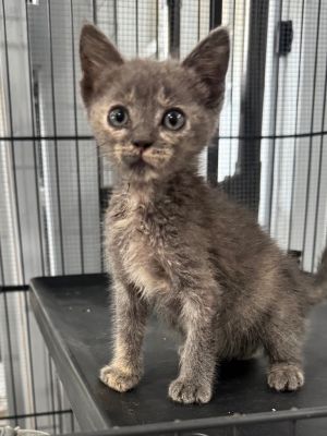 Dapple 25, Baby Female Tortoiseshell