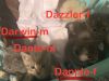 Dapple 25 photo 2