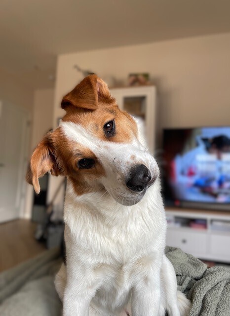 Penelope (aka Penny) 4