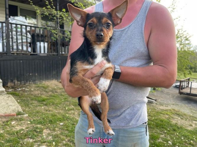 Tinker
