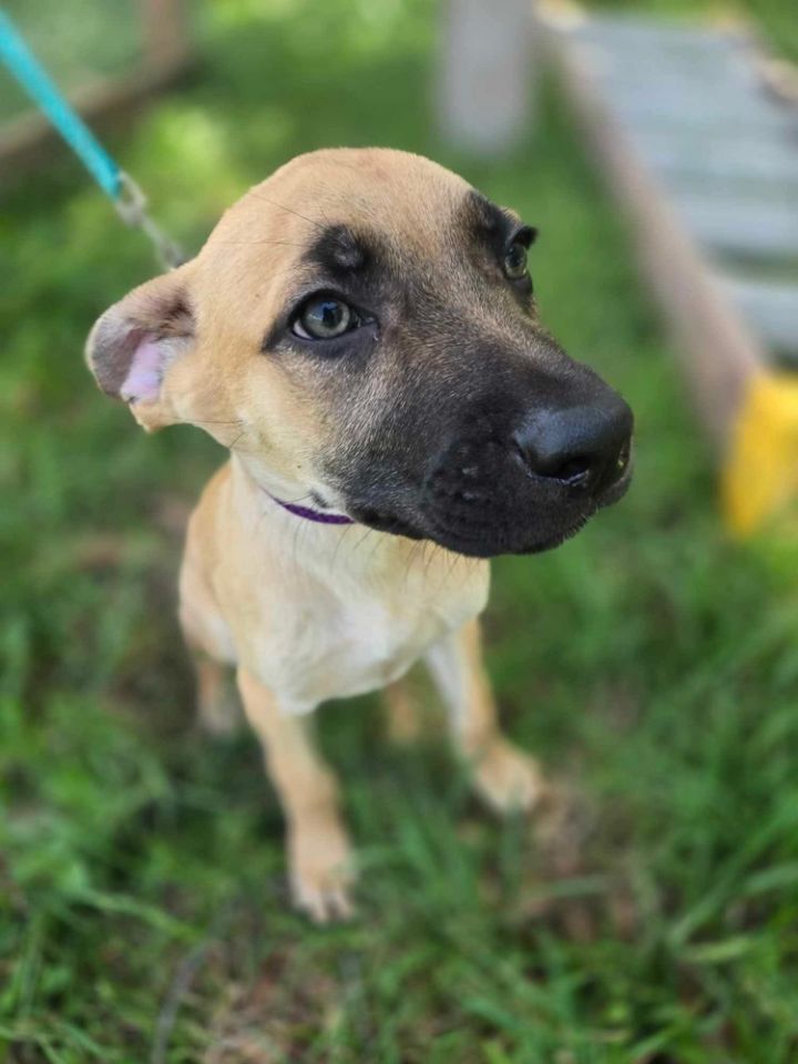 Taco from the Hay Field 1
