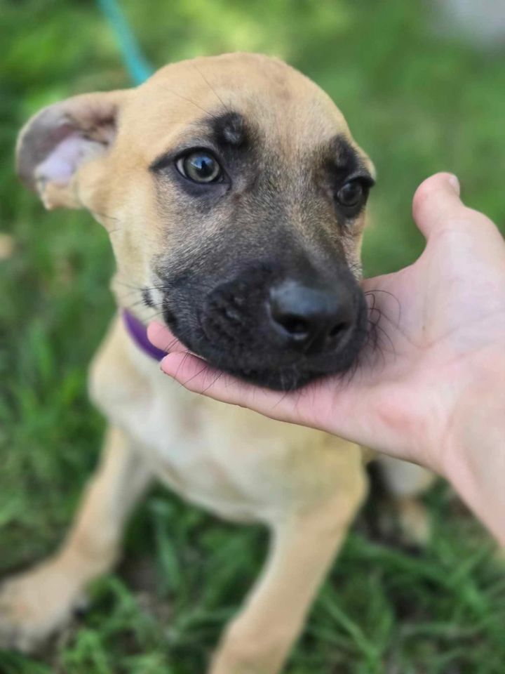 Taco from the Hay Field 2
