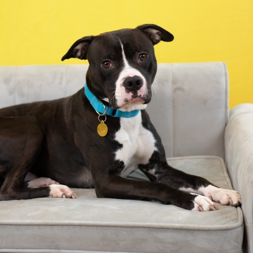 Caspian ($0 June Adoption Promo)