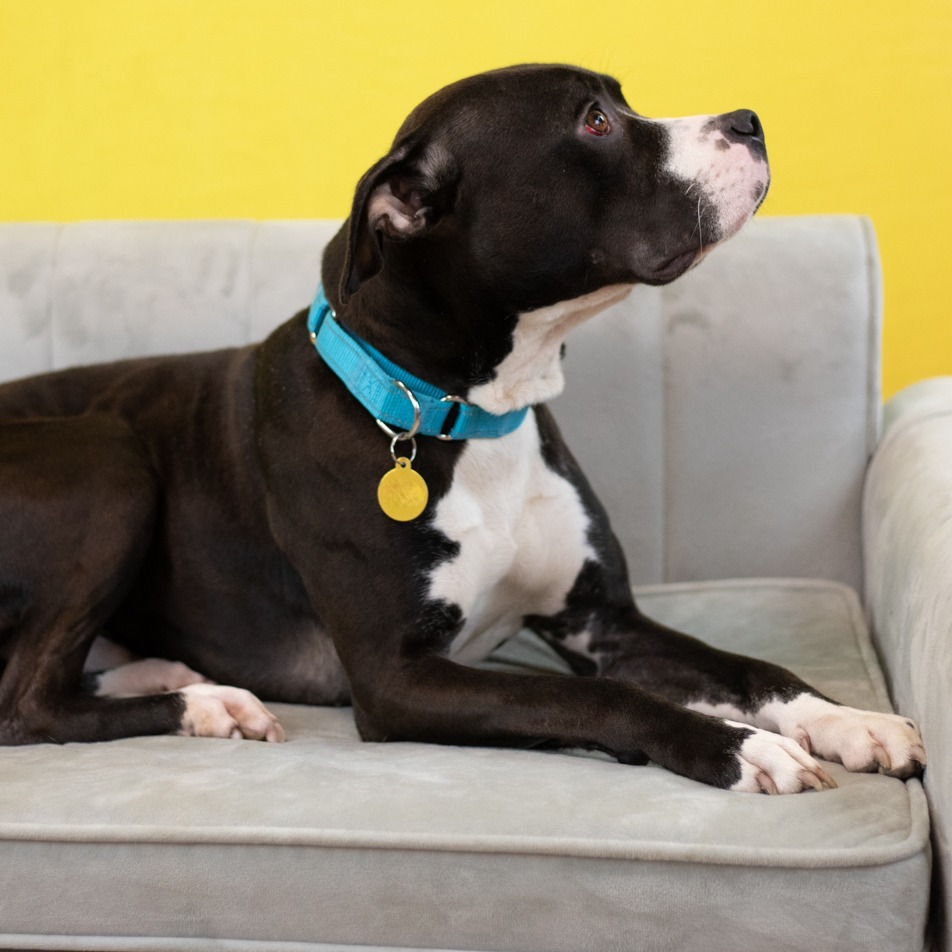 Caspian ($0 June Adoption Promo)