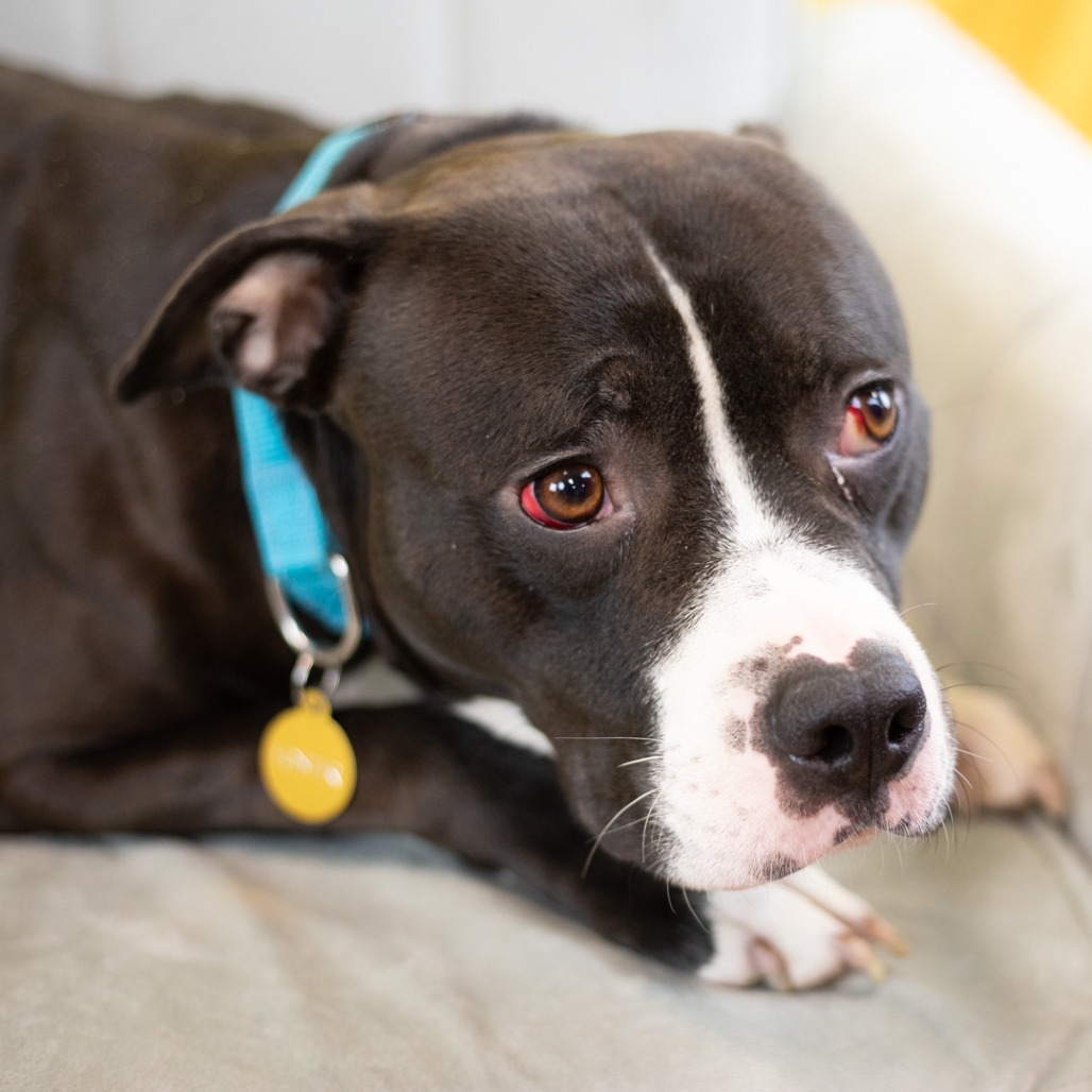 Caspian ($0 June Adoption Promo)