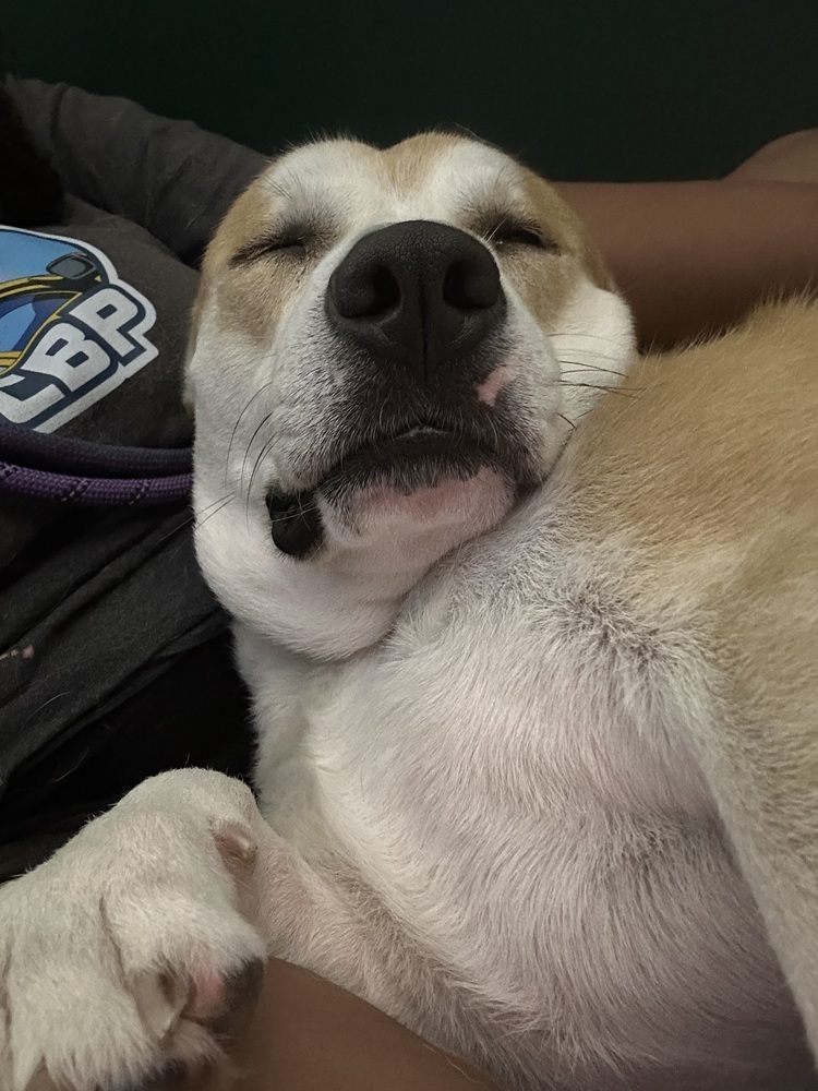 Amaretto