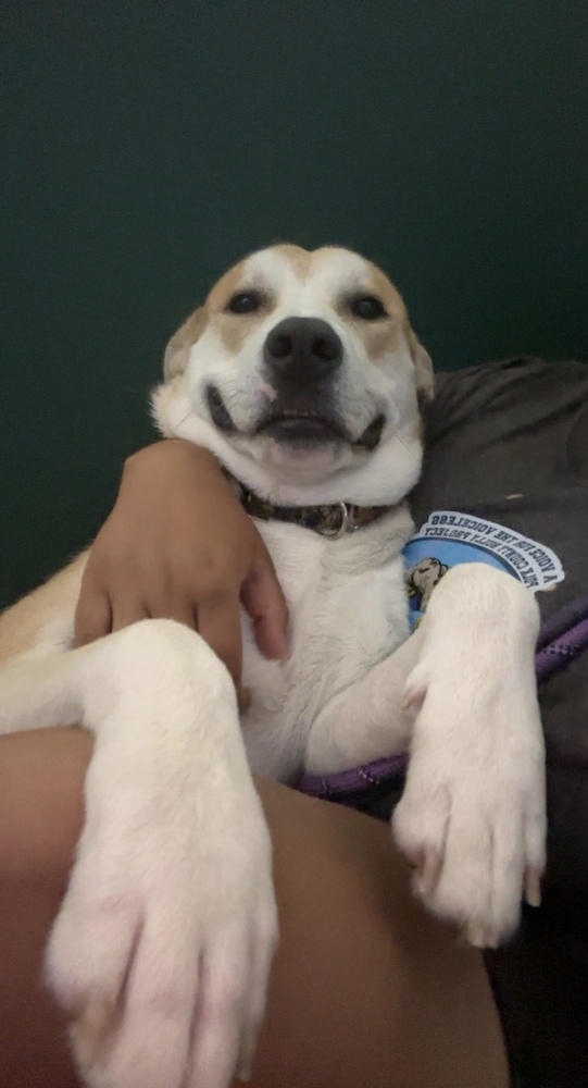 Amaretto
