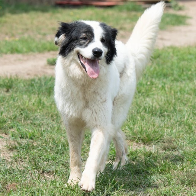 Dixie DPCF-043008 1