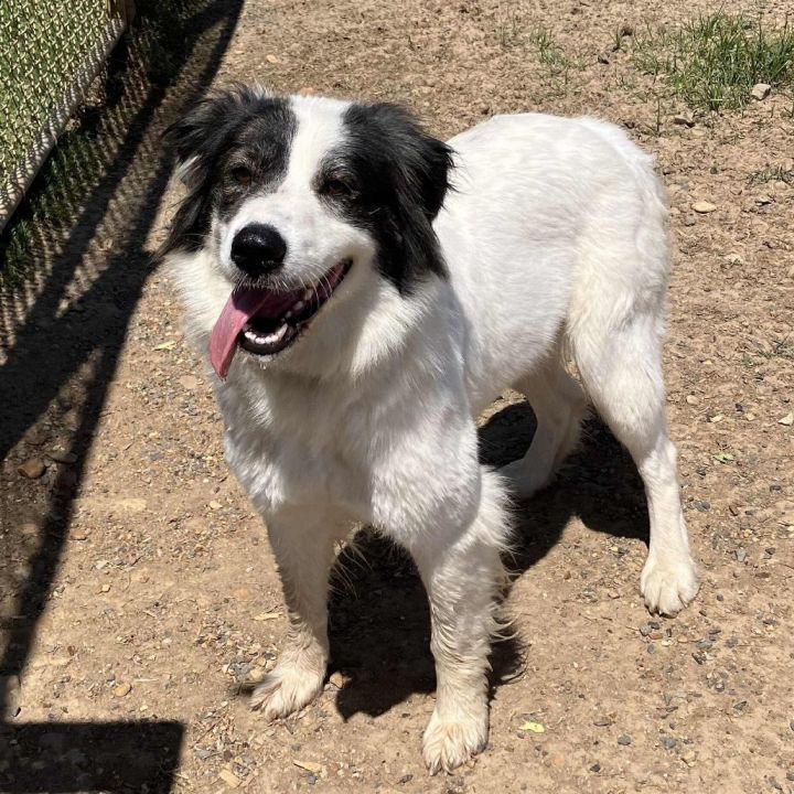 Dixie DPCF-043008 2