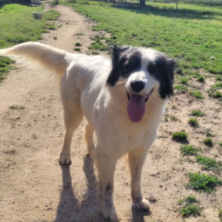 Dixie DPCF-043008 3
