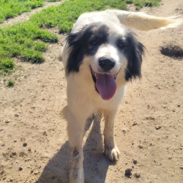 Dixie DPCF-043008 4