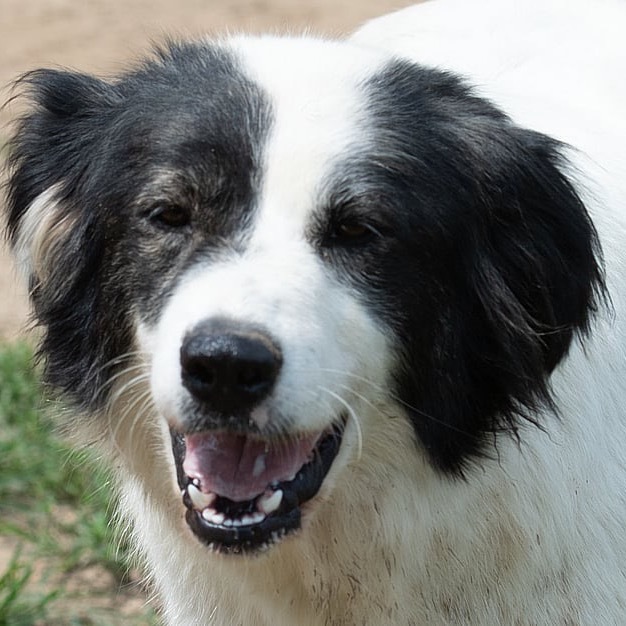 Dixie DPCF-043008 5