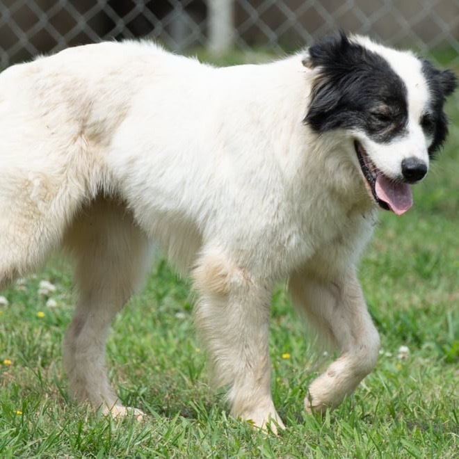 Dixie DPCF-043008 6