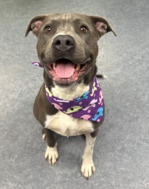 SPHYNX, Adult Female Pit Bull Terrier