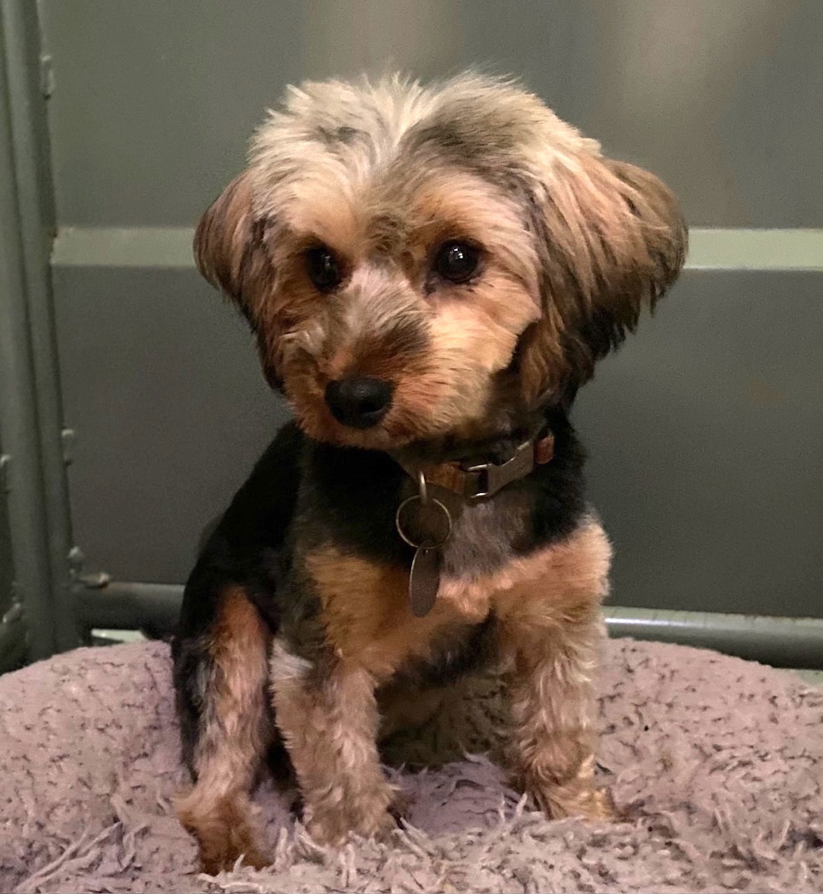 Snickers Apr 25 - On Reserve Until 5/28