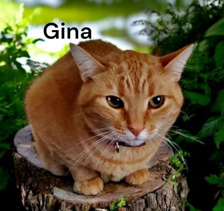 Gina 1