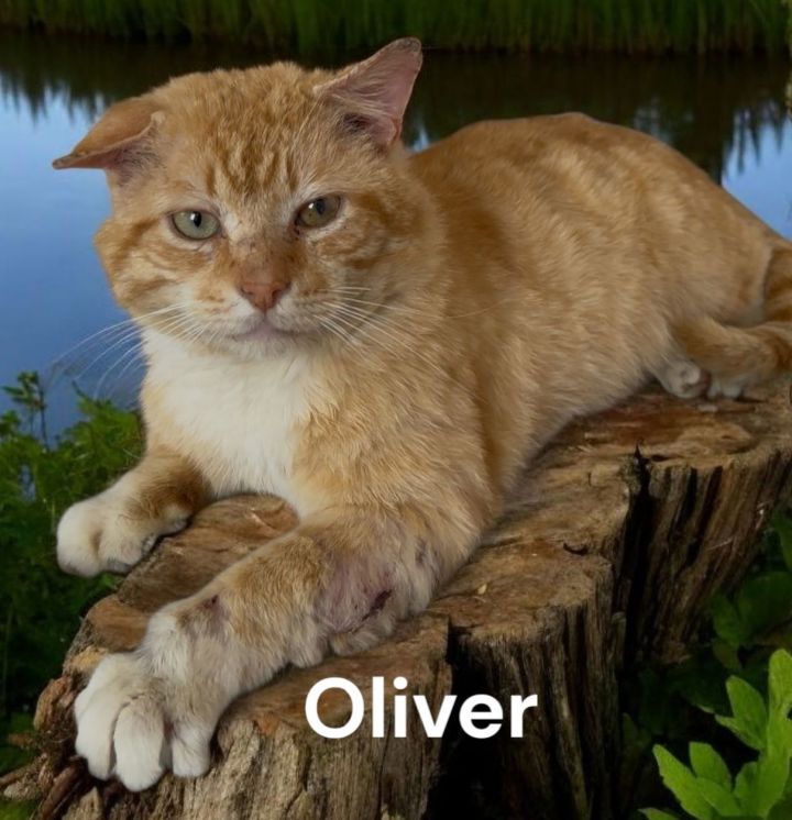 Oliver 1