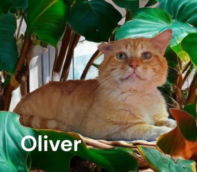 Oliver 2