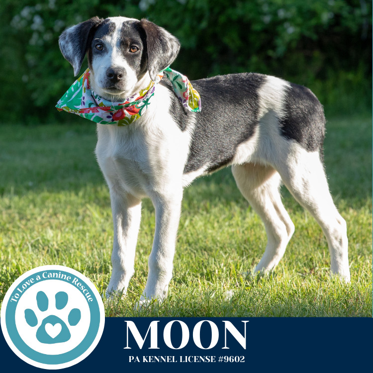 Moon (Mocha Latte's Pups) 050325