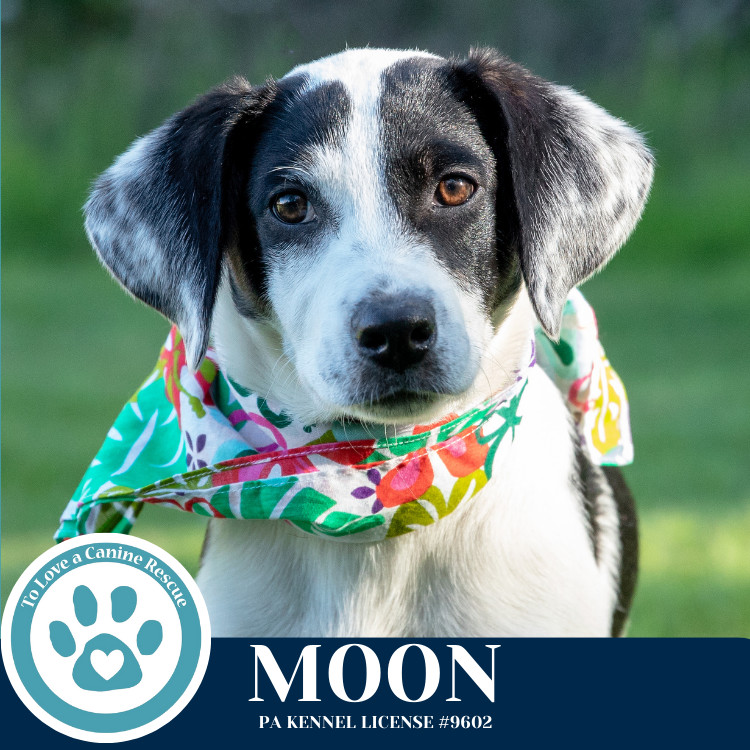 Moon (Mocha Latte's Pups) 050325