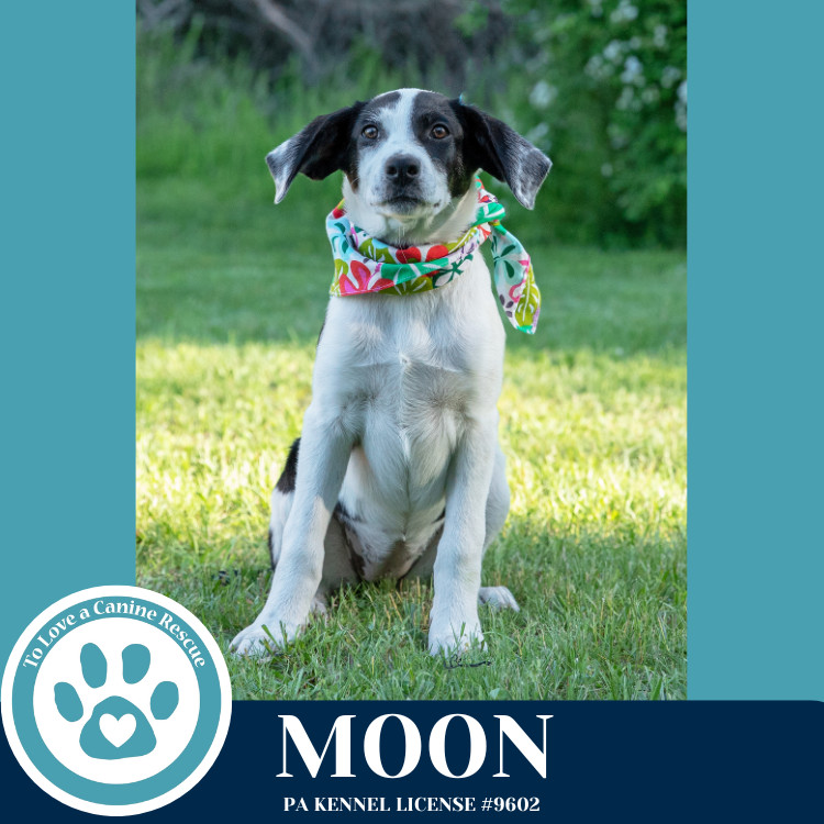 Moon (Mocha Latte's Pups) 050325