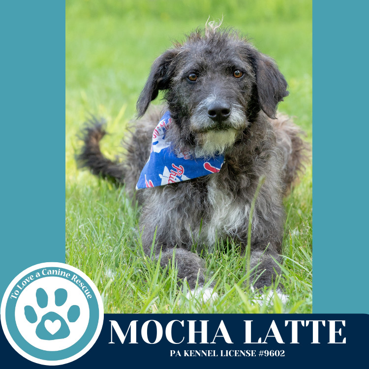 Mocha Latte (Mom to Mocha Latte's Pups) 050325