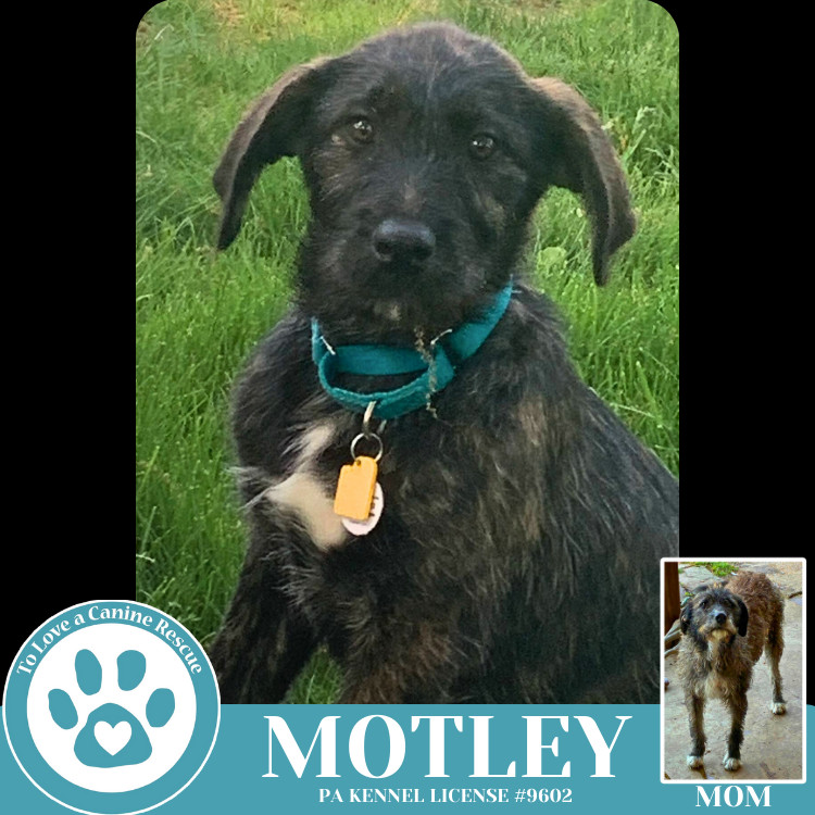 Motley (Mocha Latte's Pups) 050325