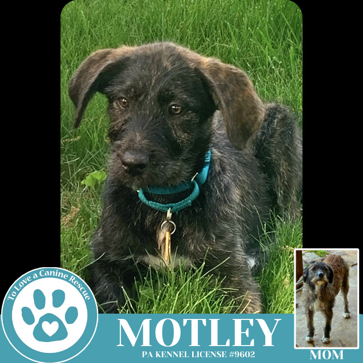 Motley (Mocha Latte's Pups) 050325