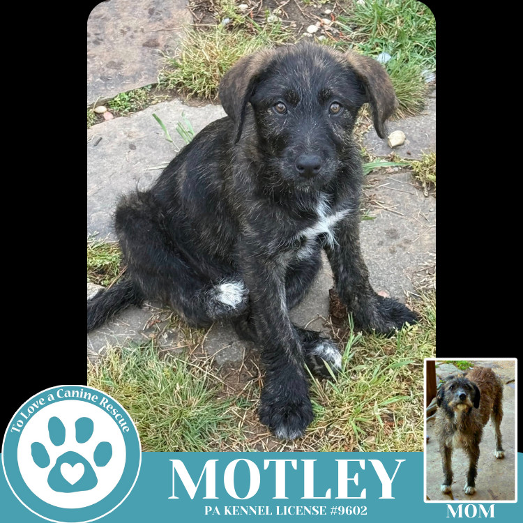 Motley (Mocha Latte's Pups) 050325