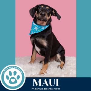 Maui (Mocha Latte's Pups) 050325