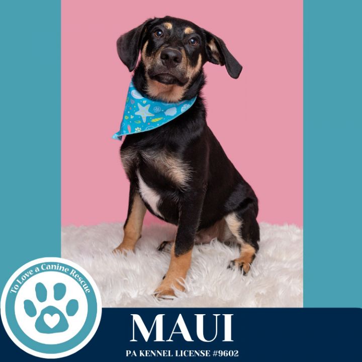 Maui (Mocha Latte's Pups) 050325 1
