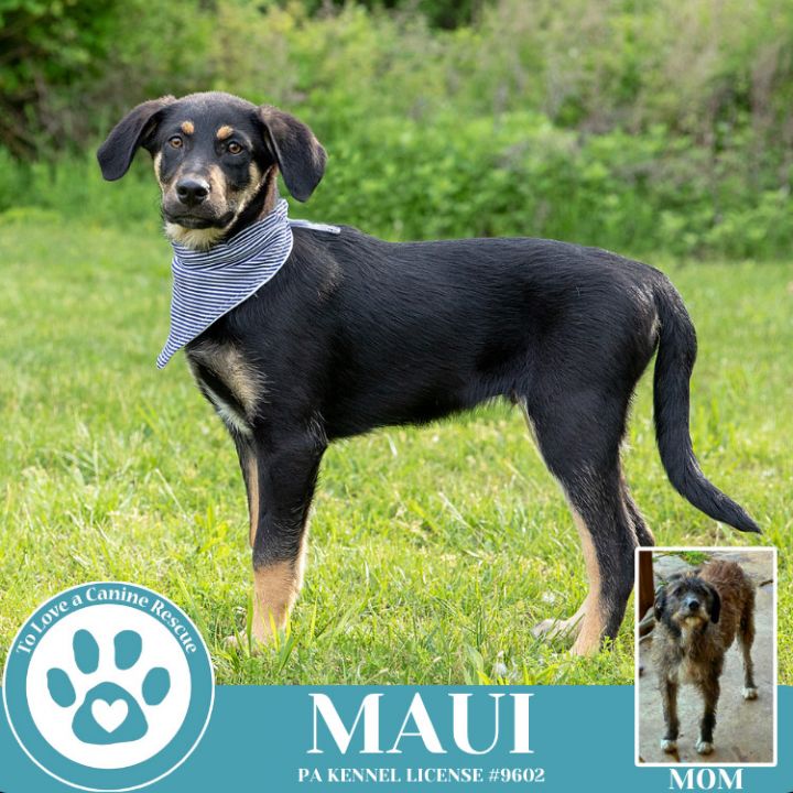Maui (Mocha Latte's Pups) 050325 2