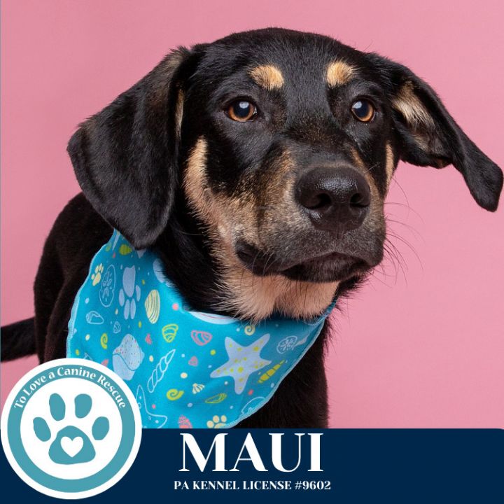 Maui (Mocha Latte's Pups) 050325 3