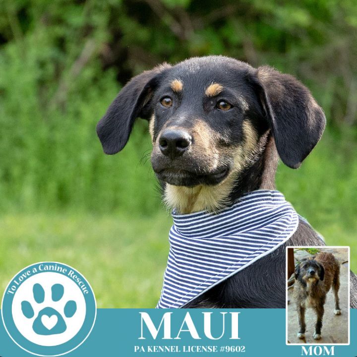 Maui (Mocha Latte's Pups) 050325 4