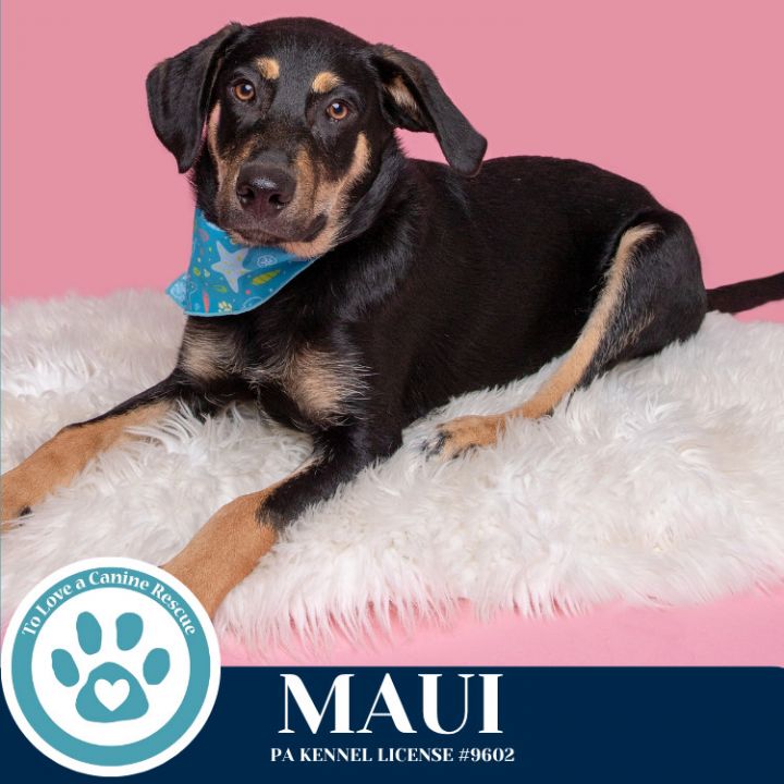 Maui (Mocha Latte's Pups) 050325 5