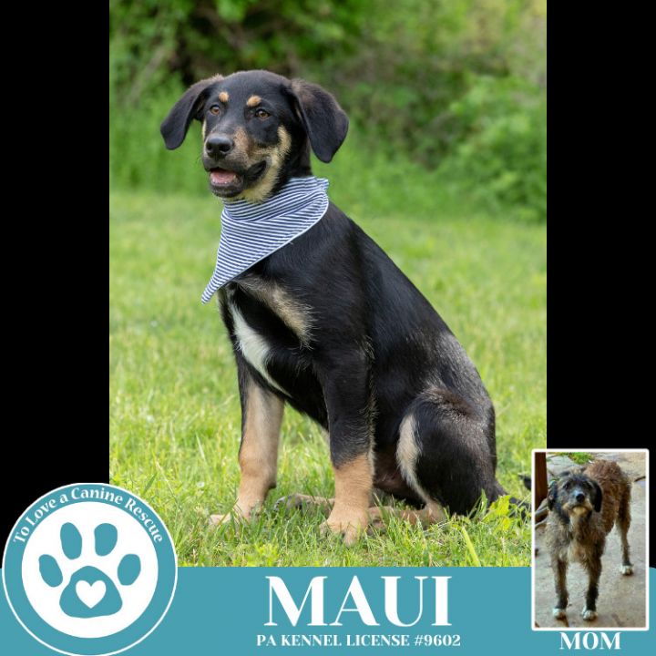 Maui (Mocha Latte's Pups) 050325 6