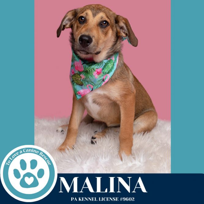 Malina (Mocha Latte's Pups) 050325