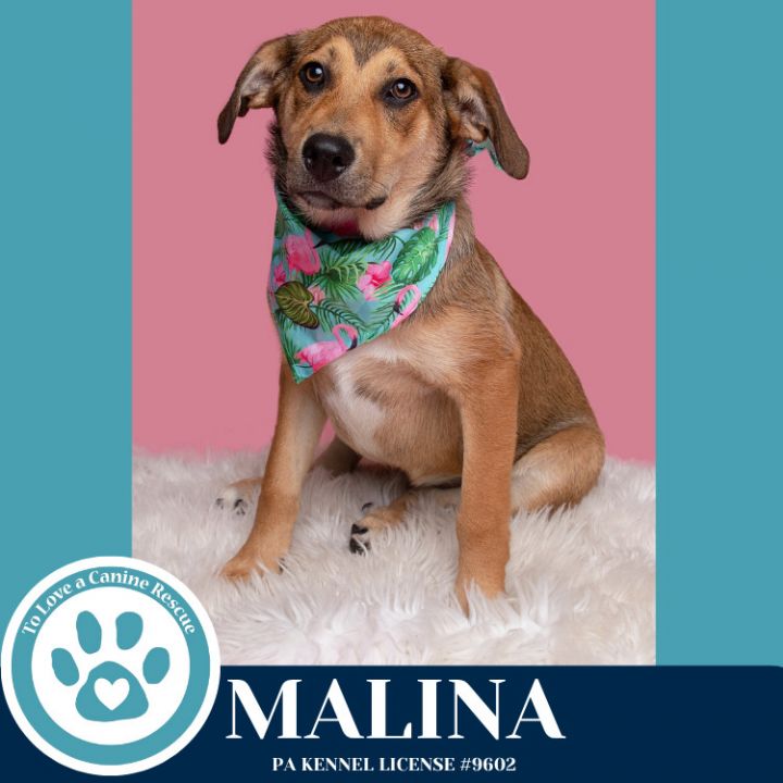 Malina (Mocha Latte's Pups) 050325 1