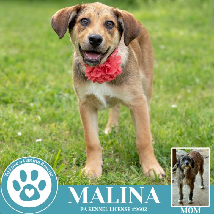 Malina (Mocha Latte's Pups) 050325 2