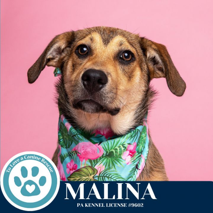 Malina (Mocha Latte's Pups) 050325 3
