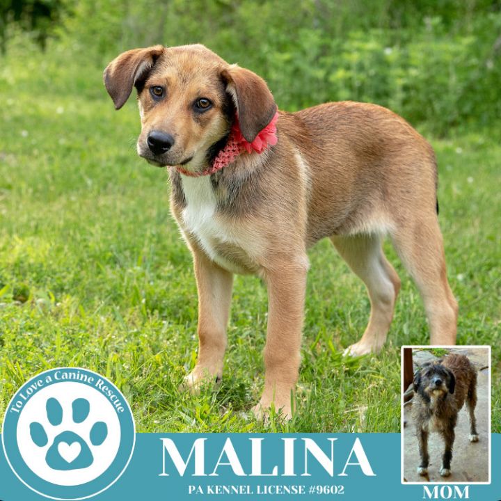 Malina (Mocha Latte's Pups) 050325 4