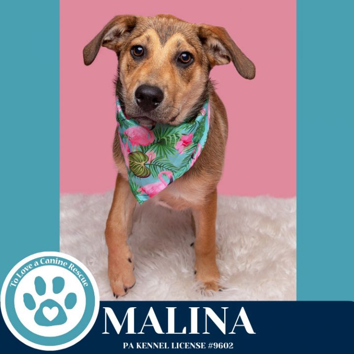 Malina (Mocha Latte's Pups) 050325 5