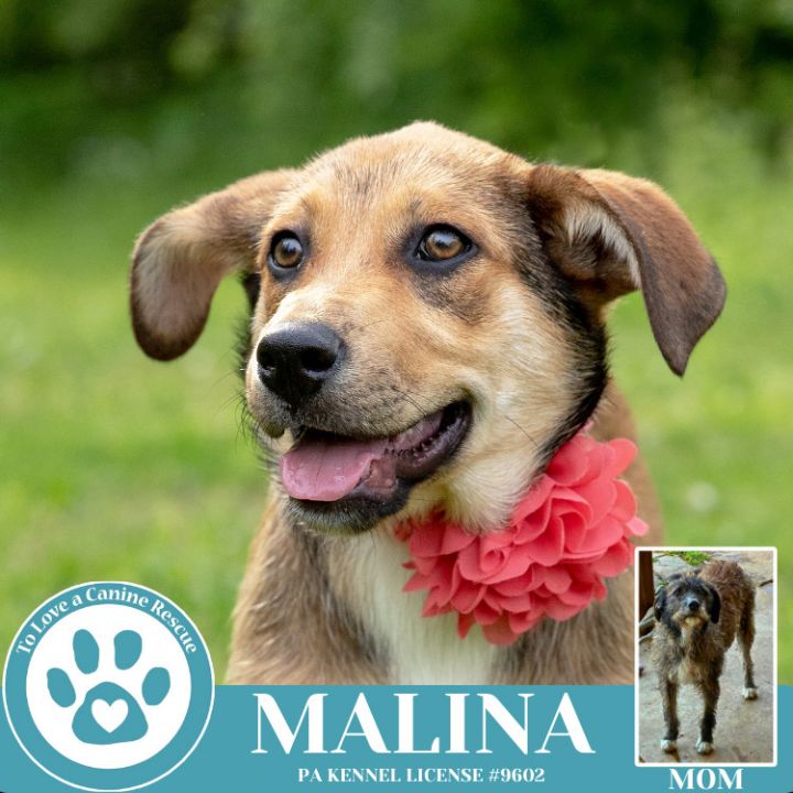 Malina (Mocha Latte's Pups) 050325 6
