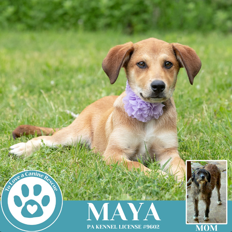 Maya (Mocha Latte's Pups) 050325