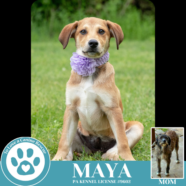 Maya (Mocha Latte's Pups) 050325